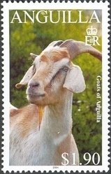 Chestnut and White Goat