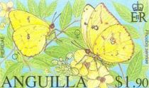 Cloudless Sulphur (Phoebis sennae)