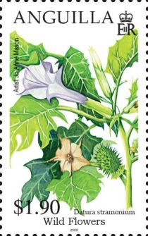 Datura stramonium