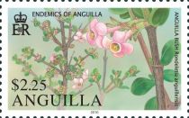 Anguilla Bush (Rondeletia anguillensis)