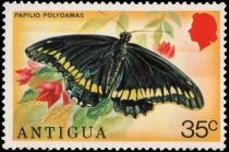 Polydamas Swallowtail (Papilio polydamas)