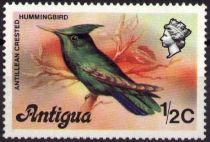 Antillean Crested Hummingbird (Orthorhyncus cristatus)