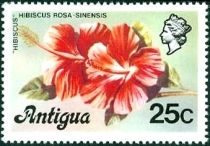 Hibiscus (Hibiscus rosa sinensis)