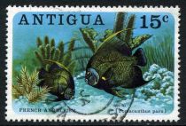 French Angelfish (Pomacanthus paru)