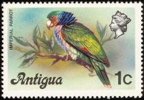 Imperial Parrot (Amazona imperialis)