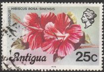 Hibiscus (Hibiscus rosa-sinensis)