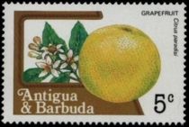 Grapefruit (Citris paradisi)