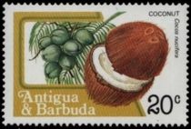 Coconut (Cocos nucifera)