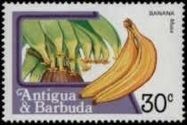 Banana (Muca sp.)