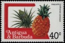 Pineapple (Ananas comosus)