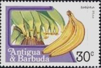 Banana (Muca sp.)