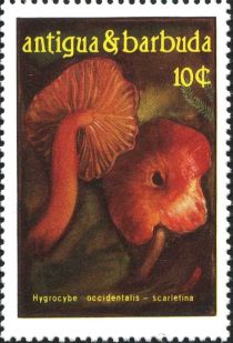 Hygrocybe occidentalis scarletina