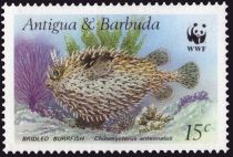 Bridled Burrfish (Chilomycterus antennatus)