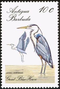 Great Blue Heron (Ardea herodias)