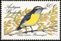 Bananaquit (Coereba flaveola)