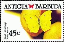 Yellow-angled Sulphur (Anteos maerula)