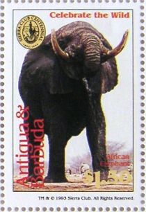 African Elephant (Loxodonta africana)