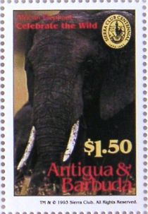 African Elephant (Loxodonta africana)