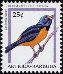 Blue-hooded Euphonia (Euphonia musica)