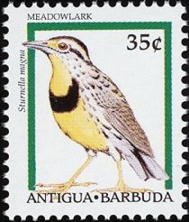 Meadowlark (Sturnella magna)