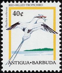 Red-billed Tropicbird (Phaethon aethereus)