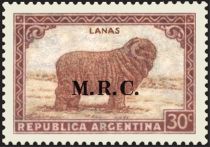 Merino Sheep (Ovis ammon aries)