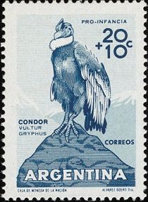 Andean Condor (Vultur gryphus)