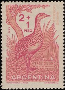 Red-winged Tinamou (Rhynchotus rufescens)