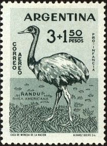 Greater Rhea (Rhea americana)