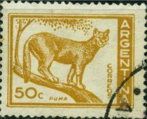 Puma (Felis concolor)