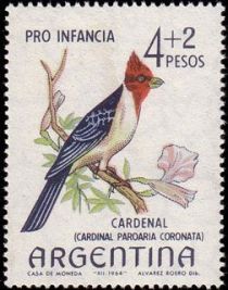 Red-crested Cardinal (Paroaria coronata)