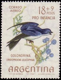 Chilean Swallow (Iridoprocne leucopyga)