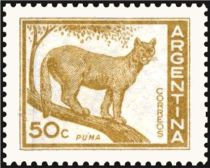 Puma (Felis concolor)