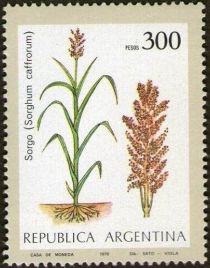 Sorghum (Sorghum caffrorum)