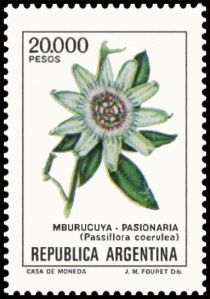 Mburucuyà (Passiflora coerulea) - Fluo