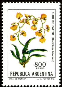 Flor de Patito (Oncidium bifolium) - Phosphor