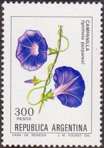 Campanilla (Ipomola purpurea) - Phosphor