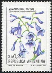 Jacaranda-Tarco (Jacaranda mimosifolia) - Phosphor