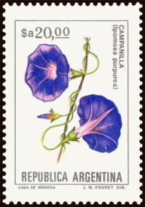 Campanilla (Ipomoea purpurea) - Fluo