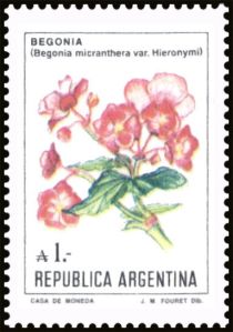 Begonia (Begonia micranthera)