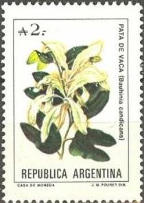 Pata de Vaca (Bauhinia candicans)