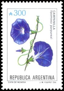 Campanilla (Ipomoea purpurea)