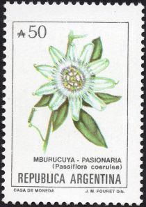 Mburucuyá (Passiflora coerulea)