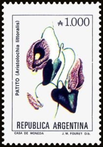 Patito (Aristolochia littoralis)