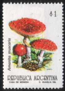 Amanita muscaria