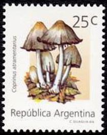 Coprinus atramentarius