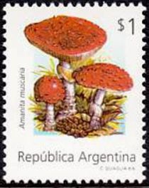 Amanita muscaria