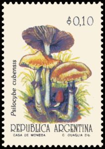 Psilocybe cubensis