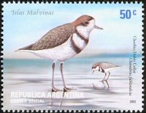 Two-banded Plover (Charadrius falklandicus)