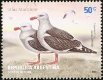 Dolphin Gull (Larus scoresbii)